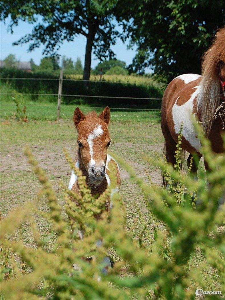 Miniature Egehøj´s Prestige Paranoia billede 8