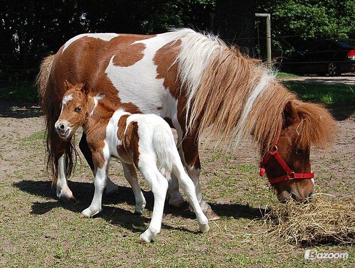 Miniature Egehøj´s Prestige Paranoia billede 5