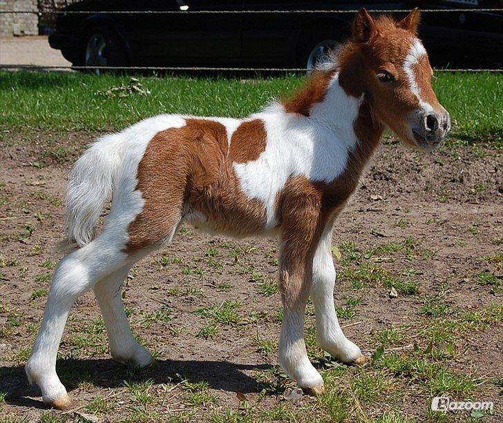 Miniature Egehøj´s Prestige Paranoia billede 6