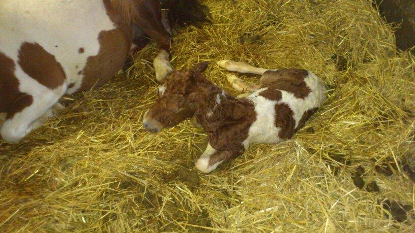 Miniature Egehøj´s Prestige Paranoia - Helt ny baby :) billede 7