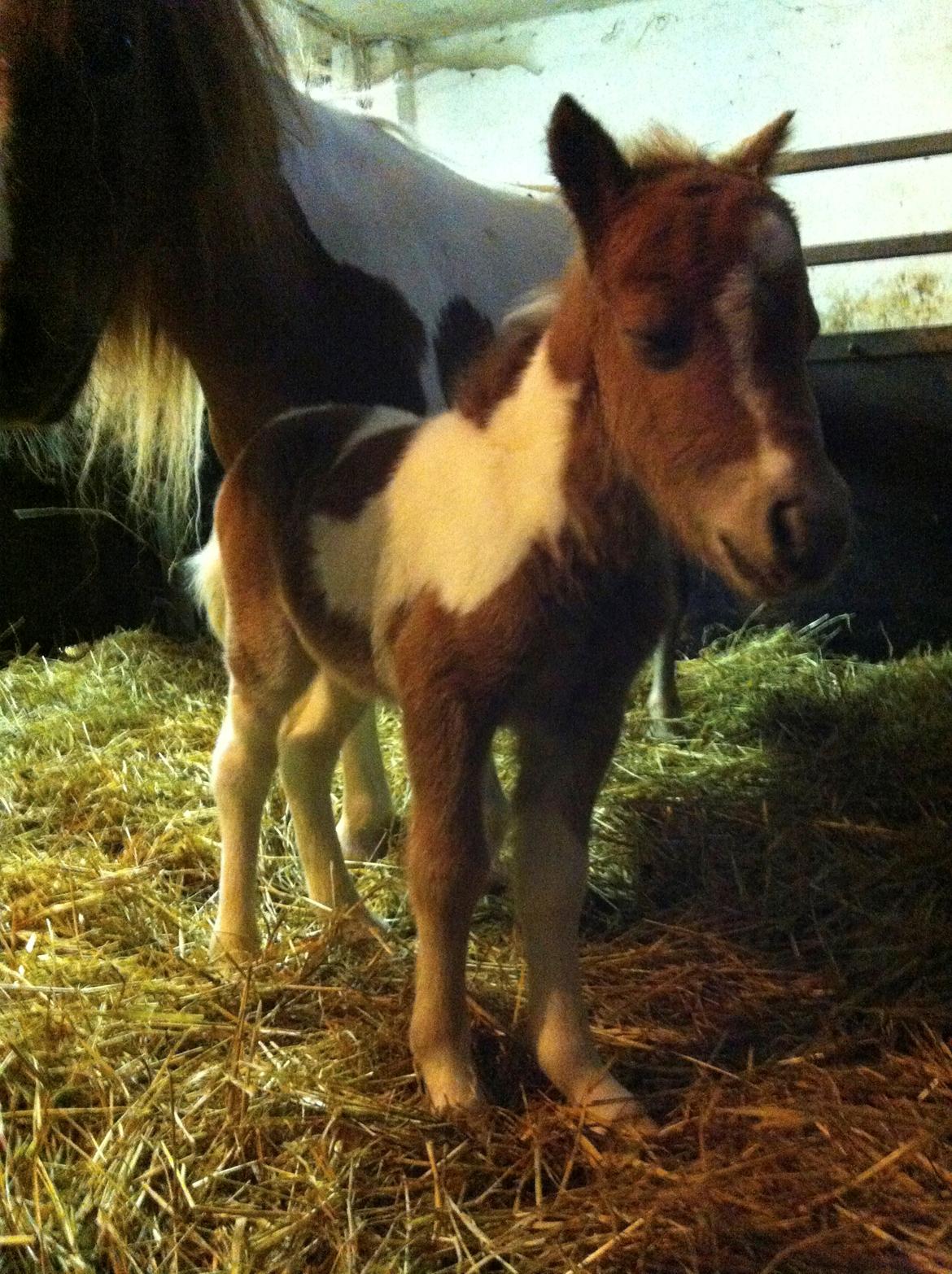 Miniature Egehøj´s Prestige Paranoia billede 9