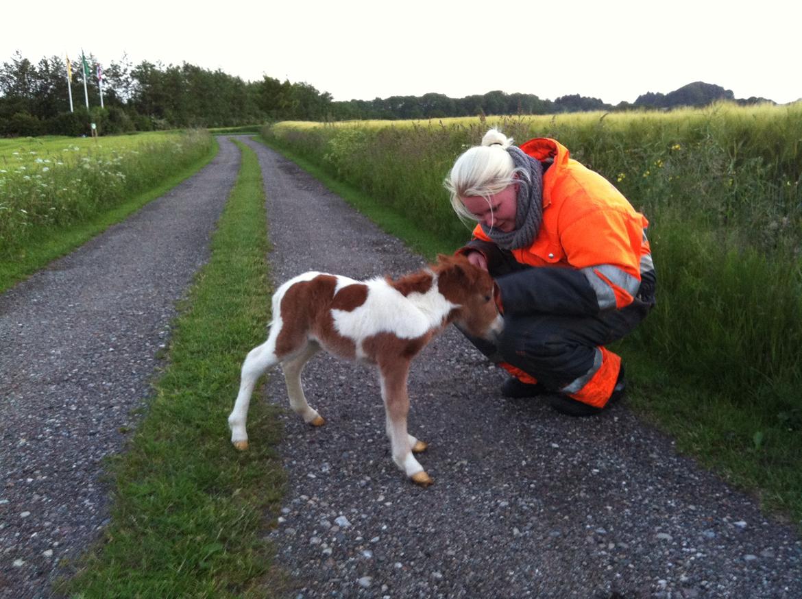 Miniature Egehøj´s Prestige Paranoia - Første gang i det grønne.. ca. 12timer gammel.. billede 10