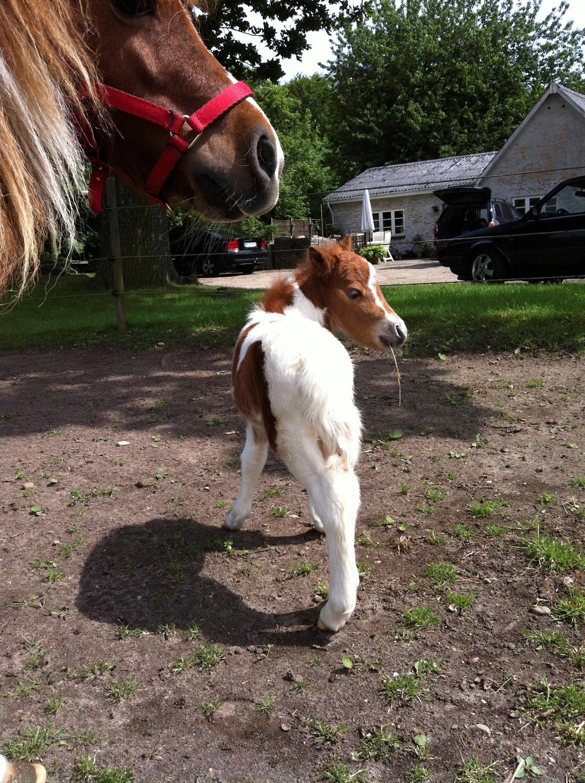 Miniature Egehøj´s Prestige Paranoia billede 11