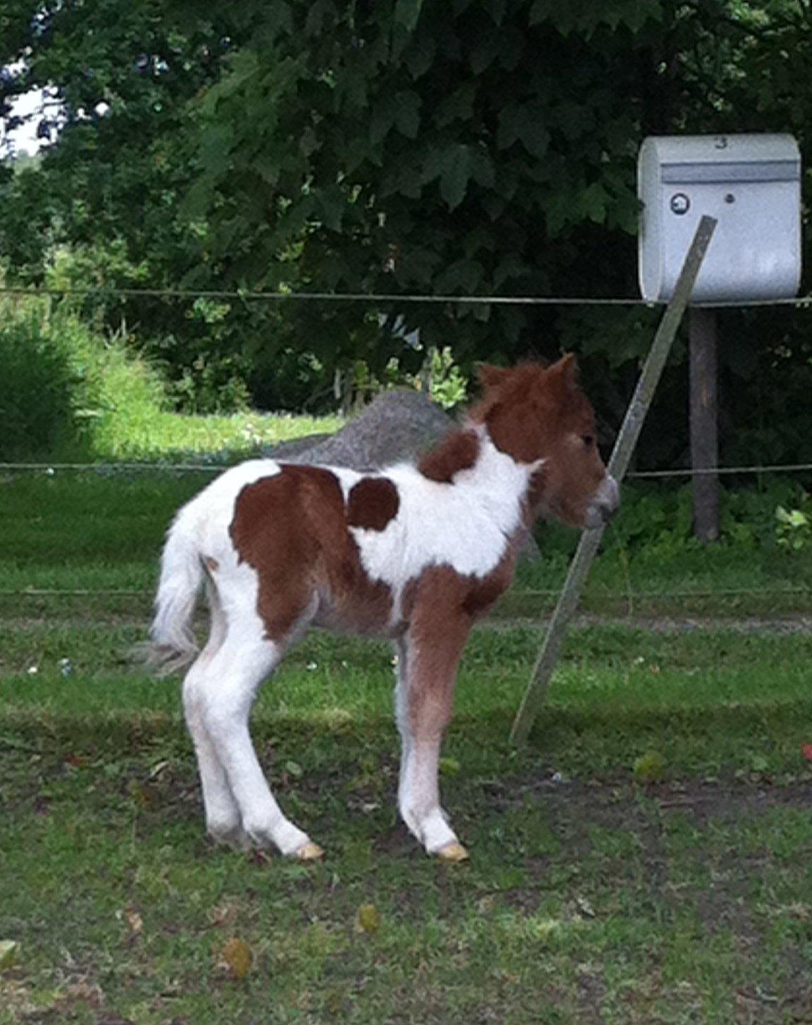 Miniature Egehøj´s Prestige Paranoia billede 12