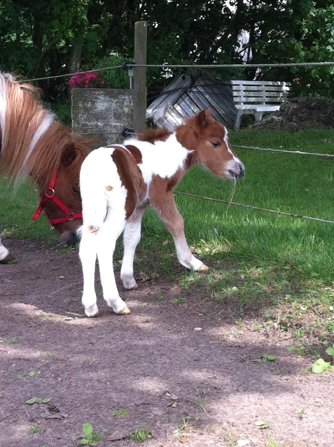 Miniature Egehøj´s Prestige Paranoia billede 13