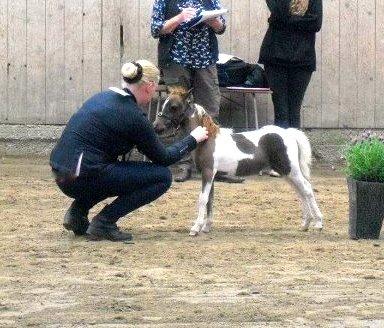 Miniature Egehøj´s Prestige Paranoia billede 14