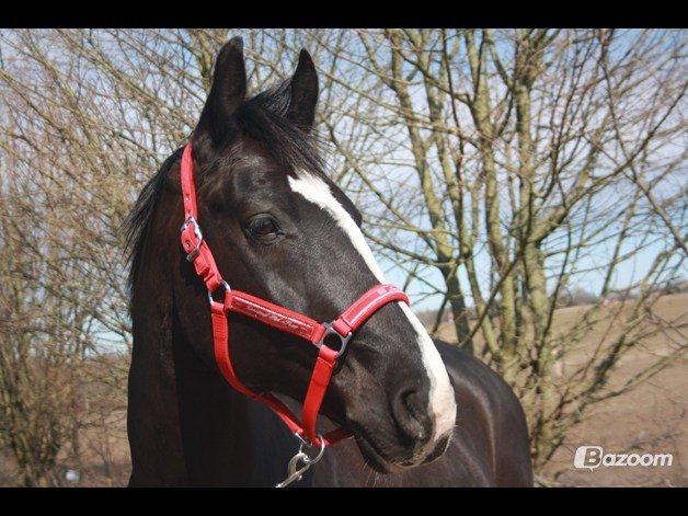 Anden særlig race SVALEGAARDEN ROLEX - Min smukke dreng. <3 billede 13