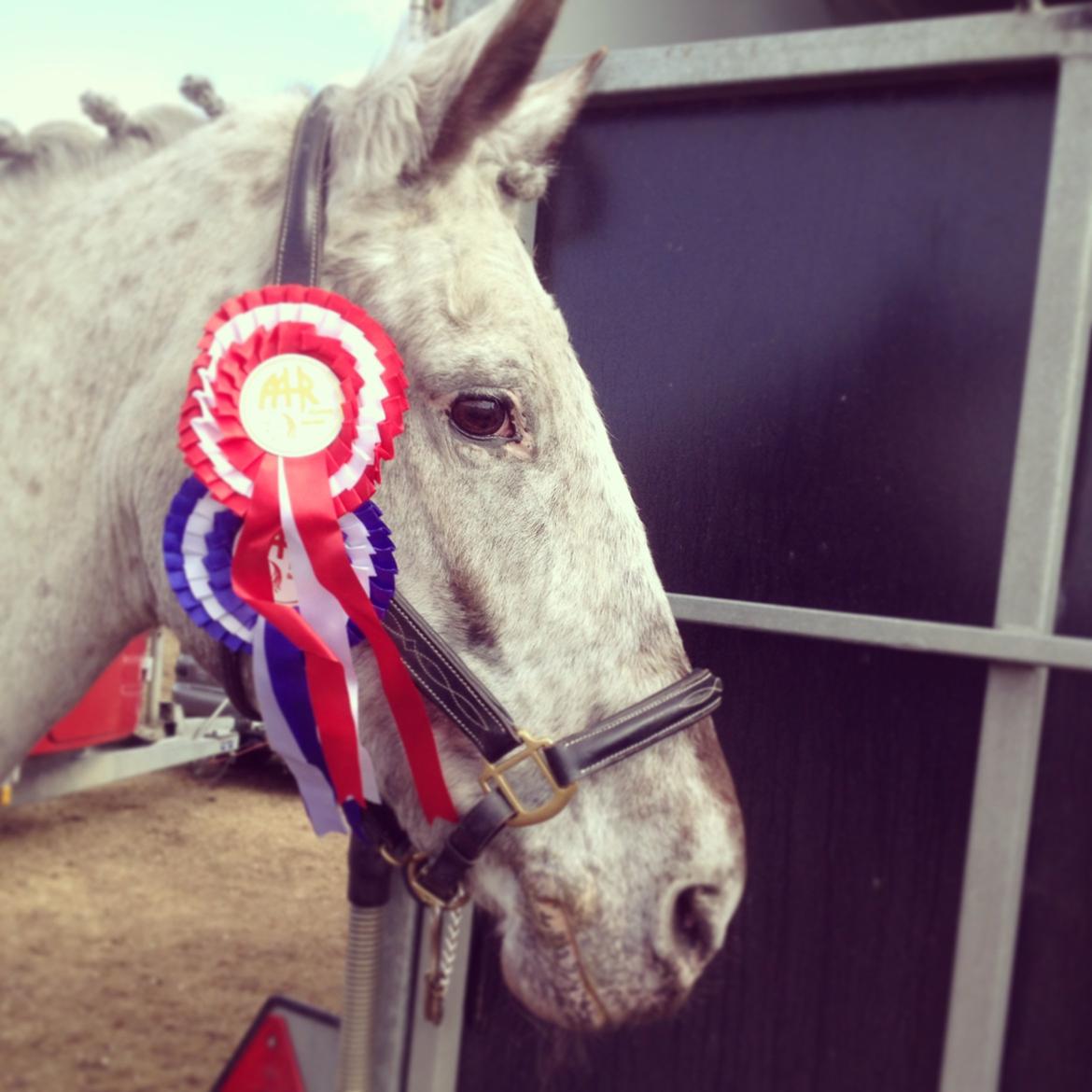 Knabstrupper Mistry<3 A pony - Første stævne på hende! Så stolt af hende!!<3 billede 11