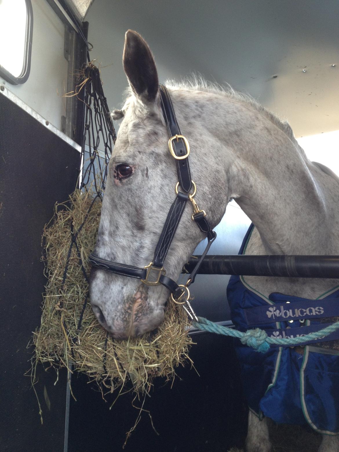 Knabstrupper Mistry<3 A pony - På vej hjem fra stævne!!:-) billede 12