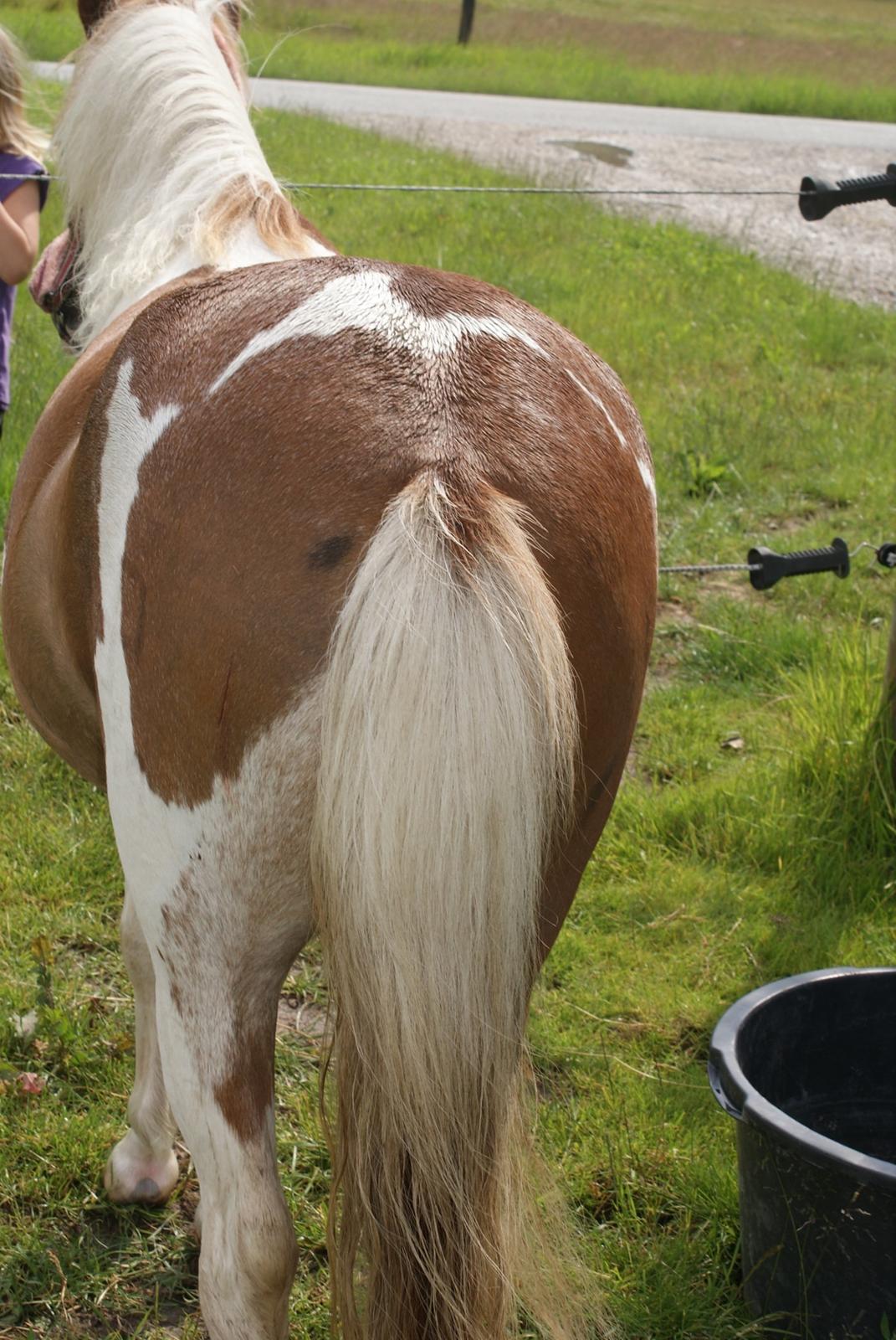 Pinto LAUGES FIONA billede 12