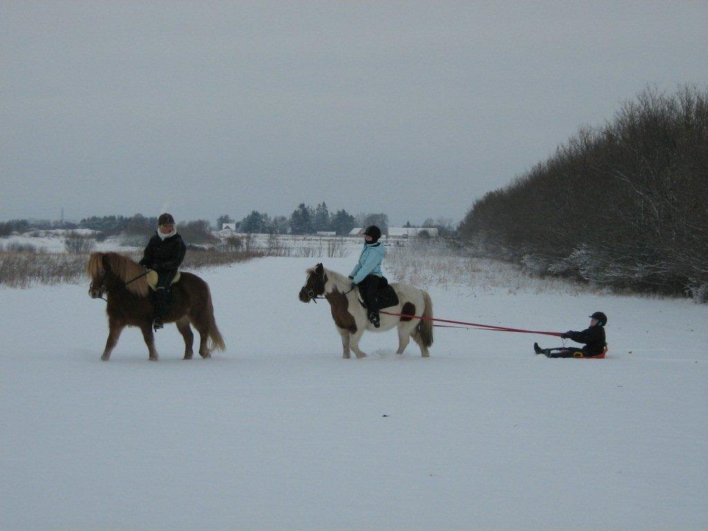 Anden særlig race Cirkeline - 12. en dag vi var ude og kælke med hende :D<3 billede 12