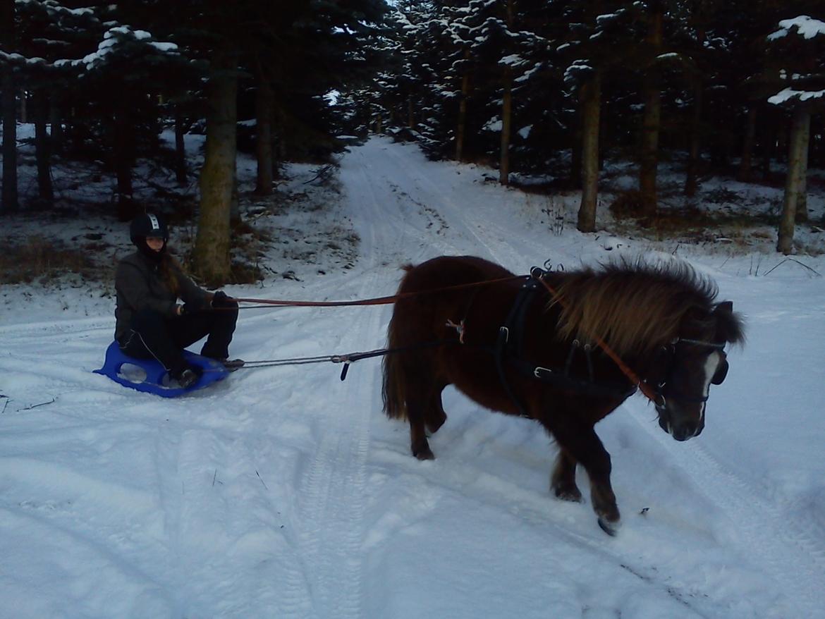 Shetlænder KJÆRSGAARDS AMINA - Amina og jeg med slæde efter for 1. gang :-) Vinteren 2011/12 billede 19