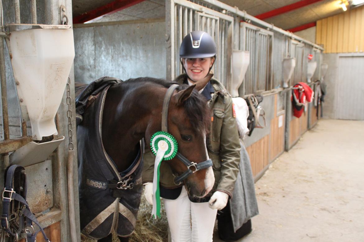 New Forest Romeo's Geiger B-pony - 3. plads i LA1 hjemme på HIS med 65,8% :-) billede 6