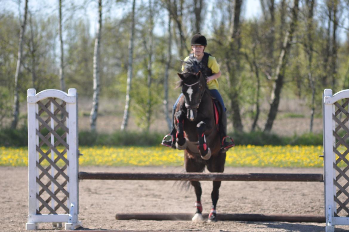 Welsh Cob (sec D) Låddenshøj Armarni  (solgt) billede 15