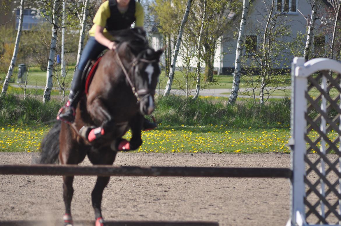 Welsh Cob (sec D) Låddenshøj Armarni  (solgt) billede 16