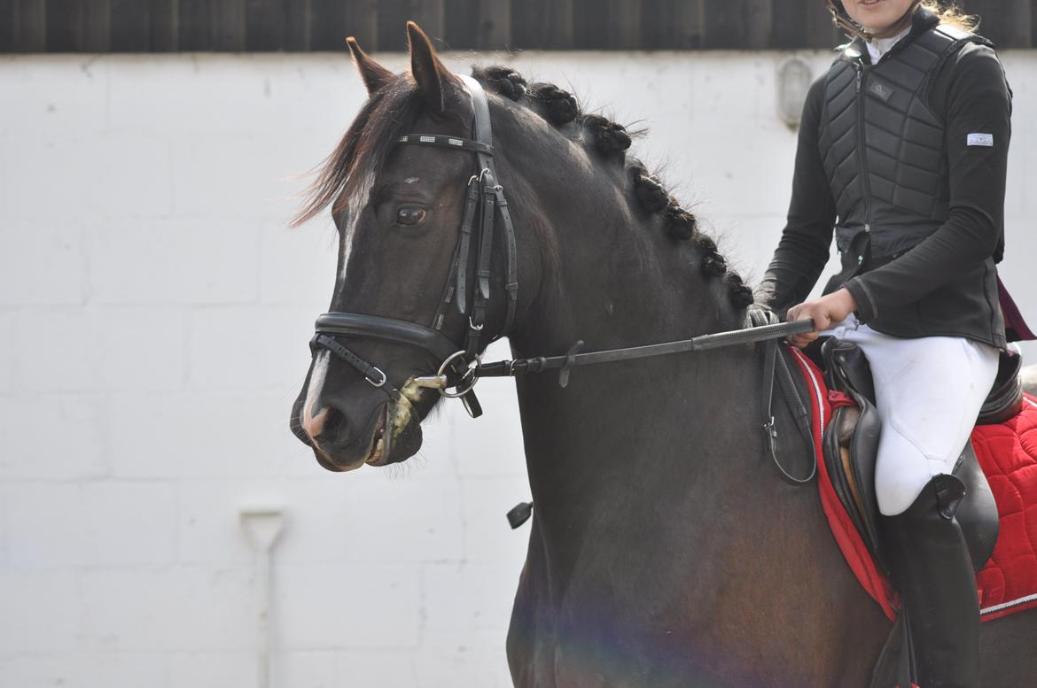 Welsh Cob (sec D) Låddenshøj Armarni  (solgt) billede 17