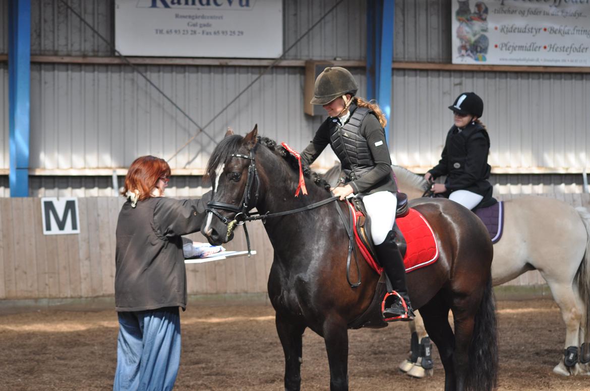 Welsh Cob (sec D) Låddenshøj Armarni  (solgt) billede 18