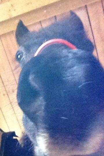 Welsh Cob (sec D) Black Magic (rideskole pony) - Hej :-) 
Velkommen til Magics profil <3 billede 1