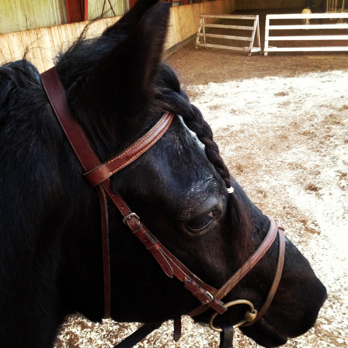 Welsh Cob (sec D) Black Magic (rideskole pony) billede 15