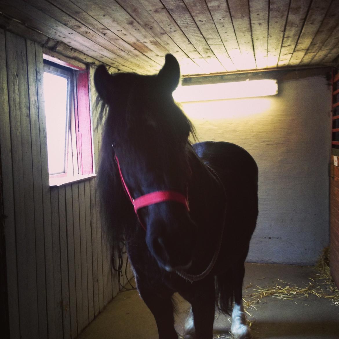 Welsh Cob (sec D) Black Magic (rideskole pony) - Lige før en springe time <3 billede 16