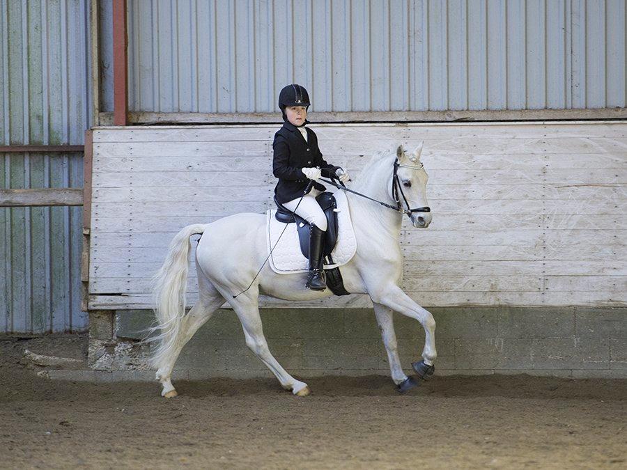 Welsh Pony (sec B) Møllegårds Showman A-pony billede 6
