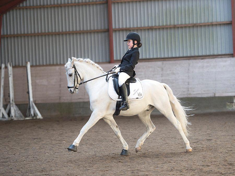 Welsh Pony (sec B) Møllegårds Showman A-pony billede 8