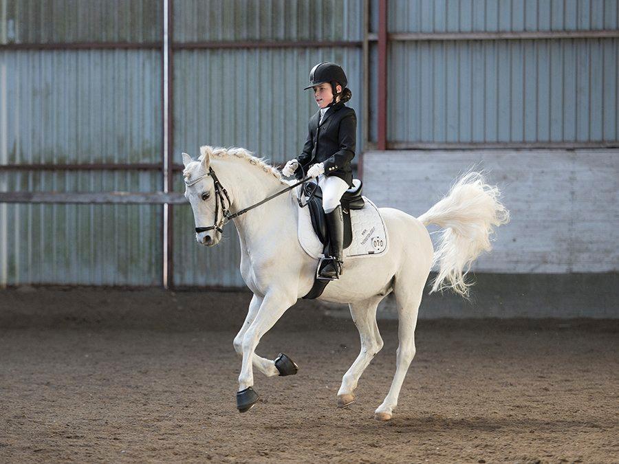 Welsh Pony (sec B) Møllegårds Showman A-pony billede 9