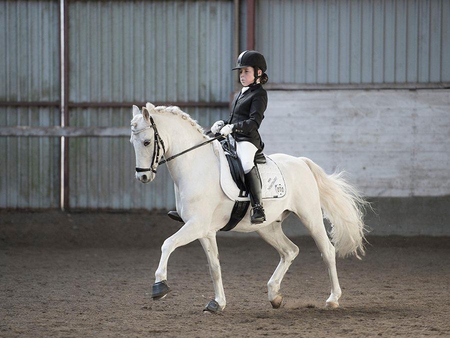 Welsh Pony (sec B) Møllegårds Showman A-pony billede 11