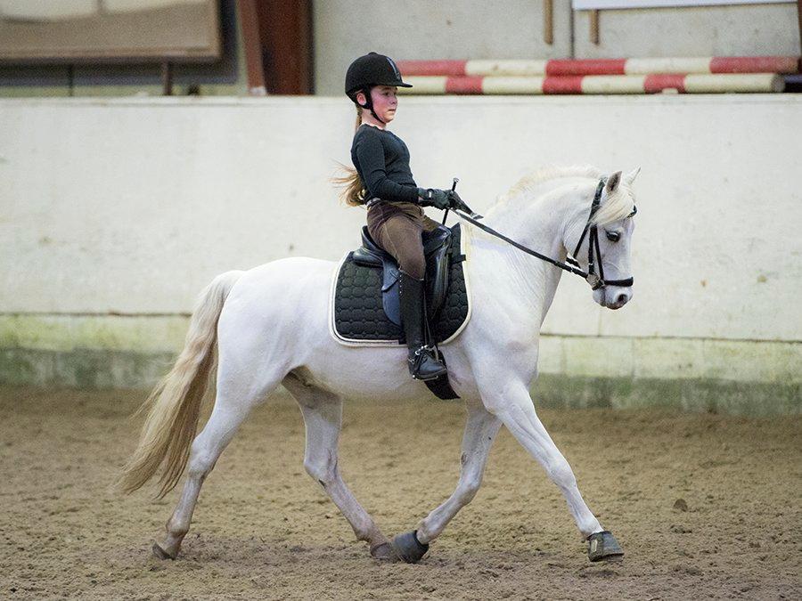 Welsh Pony (sec B) Møllegårds Showman A-pony billede 12