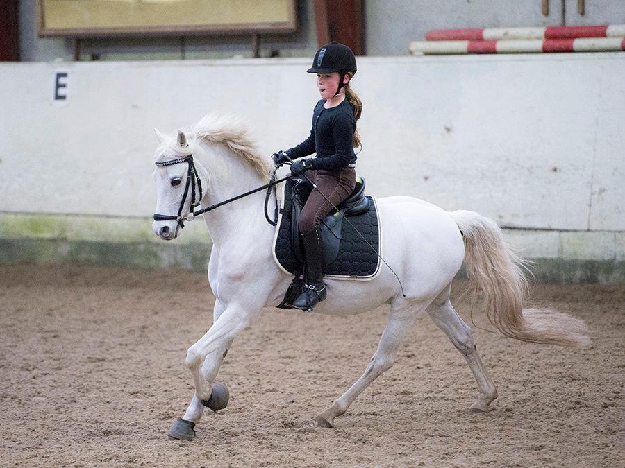 Welsh Pony (sec B) Møllegårds Showman A-pony billede 13