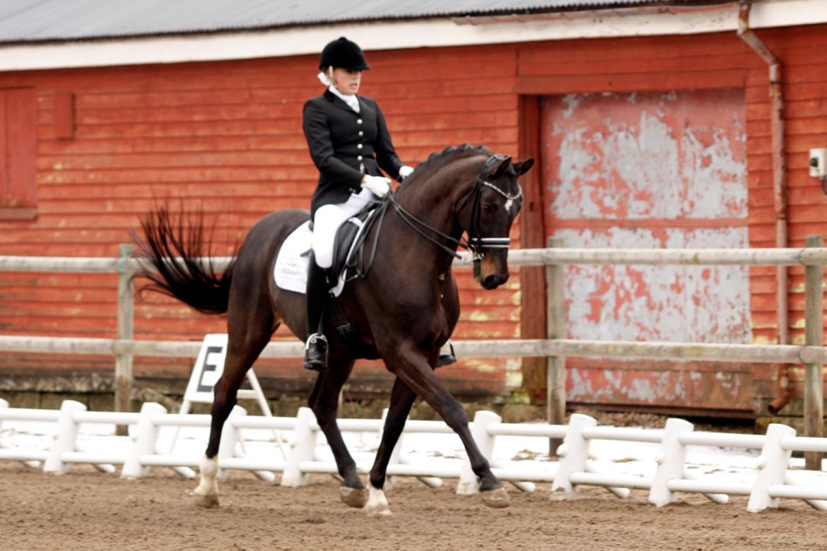Dansk Varmblod Lindehøjs Leneiux (Kompis) - Hästhagen 2013 billede 2
