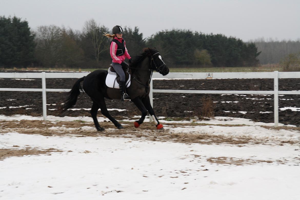 Svensk Sportspony  Blackie Brown :) - du den bedste<3 billede 19