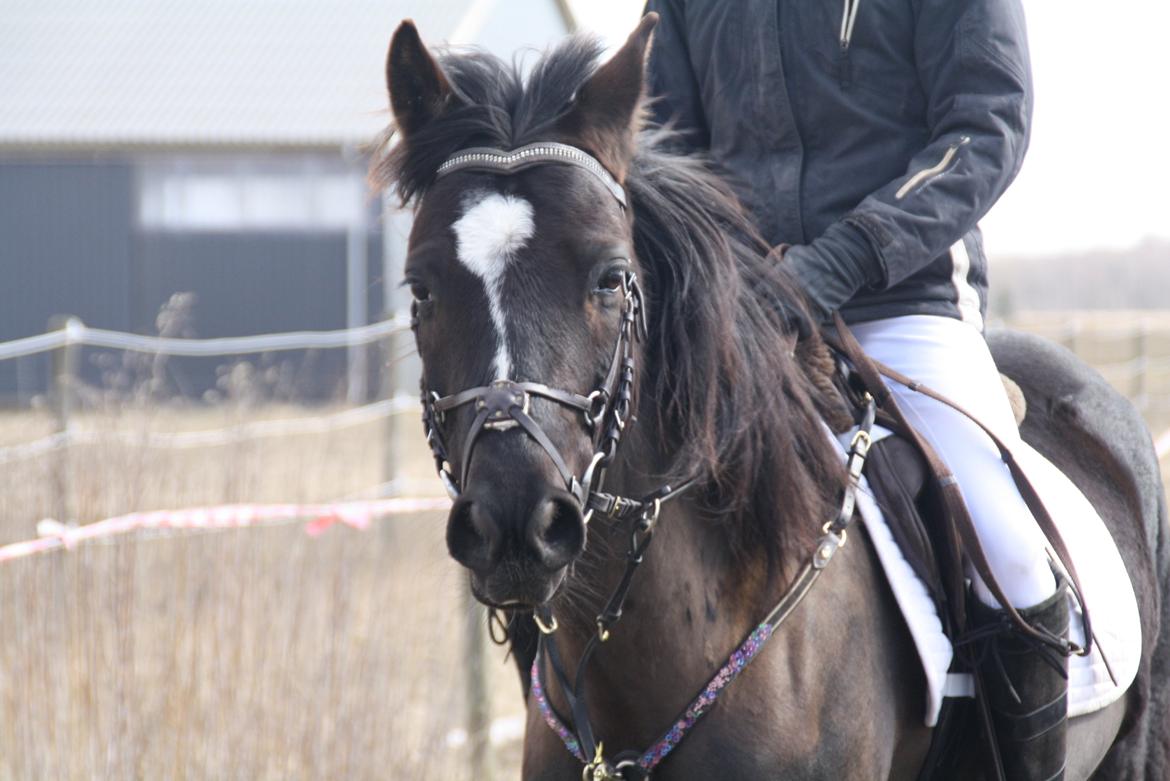 Svensk Sportspony  Blackie Brown :) - Blackie til stævnet vi vandt en anden plads<3 billede 2