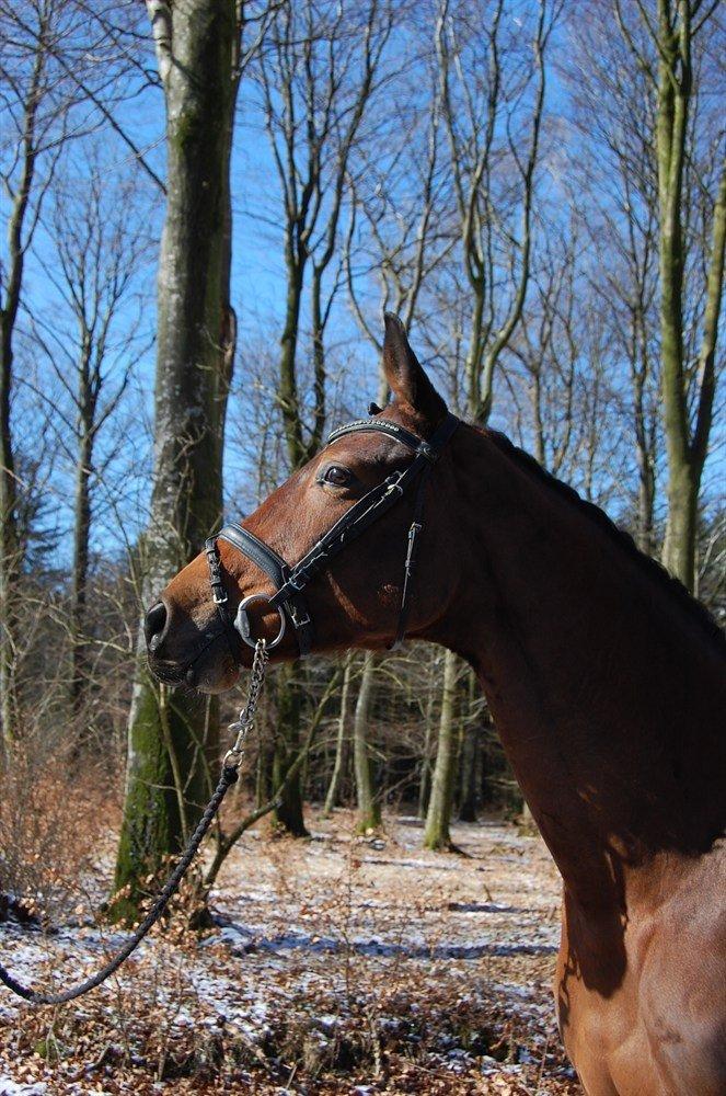 Trakehner Ankara H SOLGT billede 3