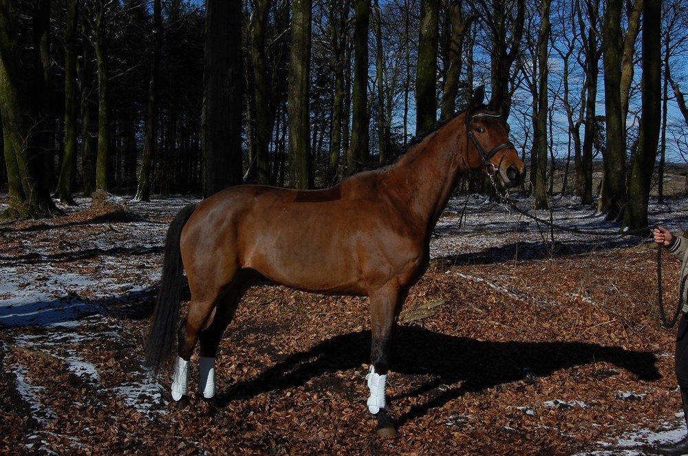 Trakehner Ankara H SOLGT billede 4