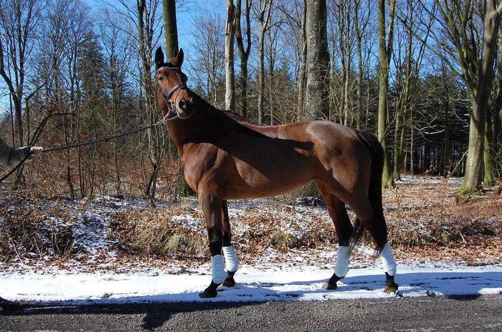 Trakehner Ankara H SOLGT billede 5