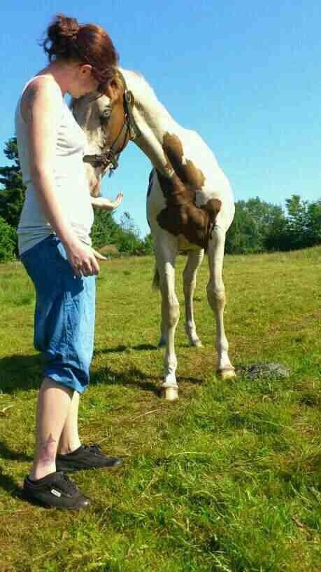 Pinto Aston A Kila billede 2