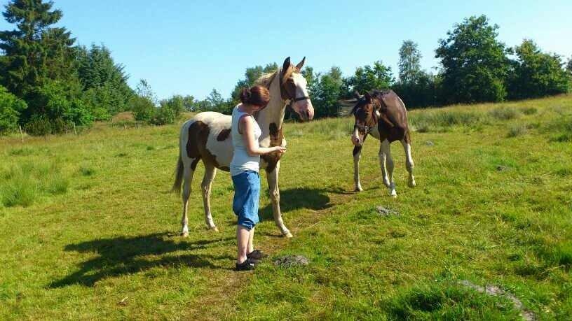 Pinto Aston A Kila billede 3