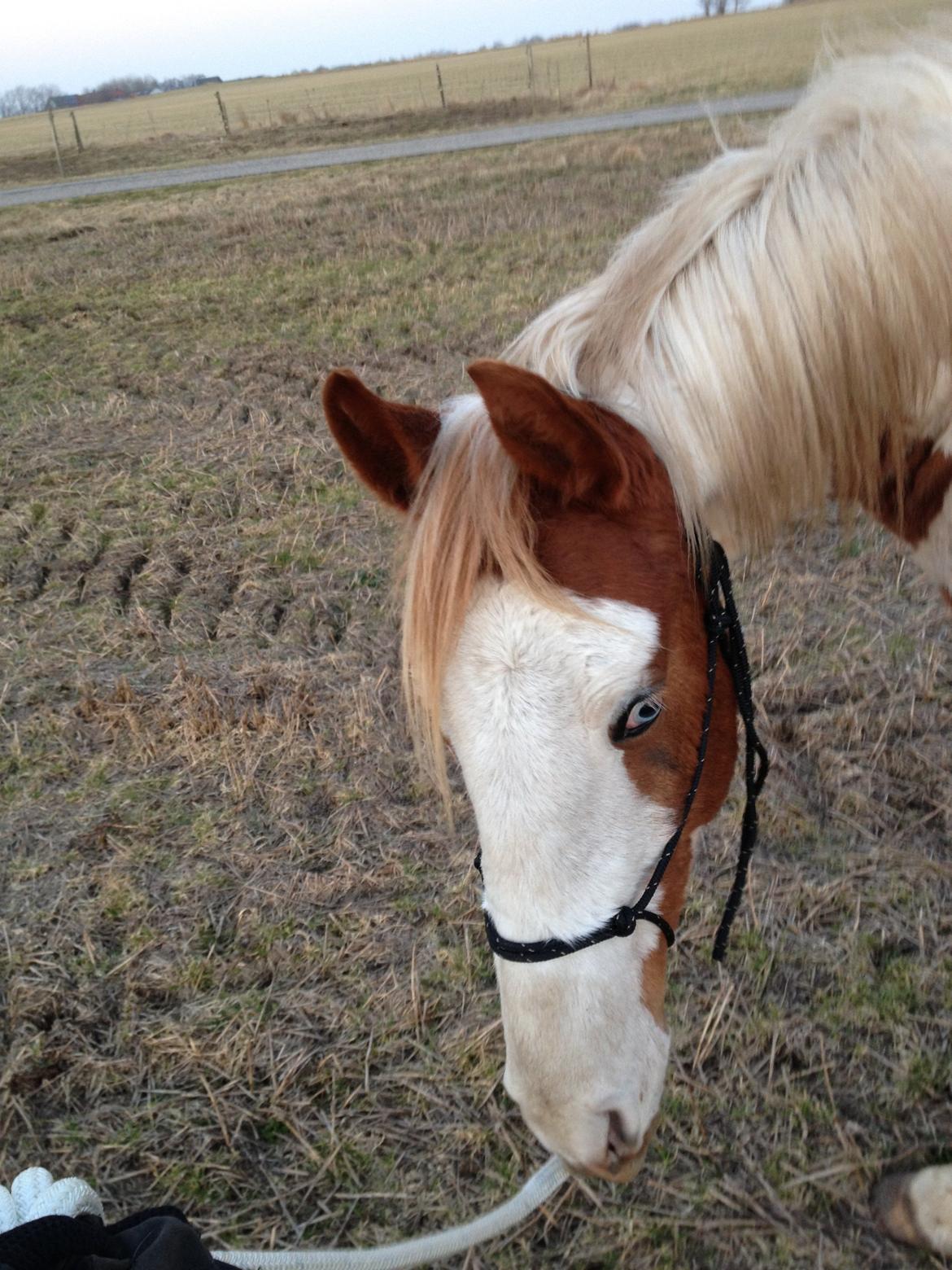 Pinto Aston A Kila billede 4