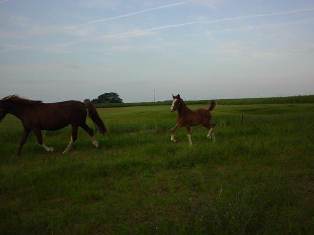 DSP Burton´s Baya<3 - Baya som et bætte føl:D<3 billede 10