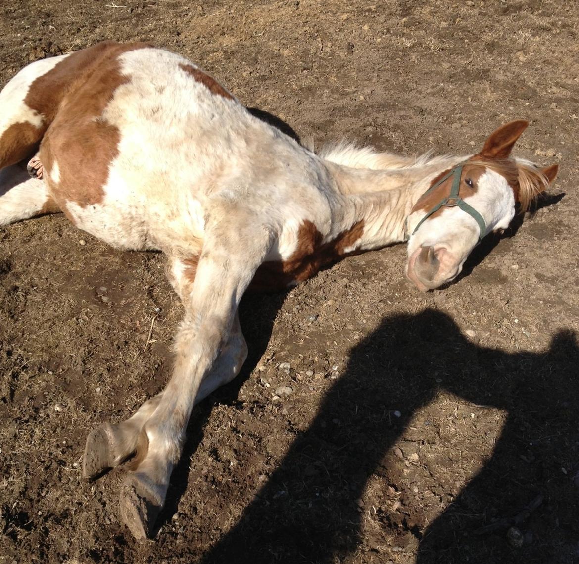 Pinto Aston A Kila billede 5