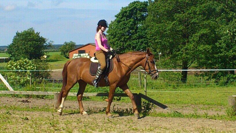 Anden særlig race Erika billede 18