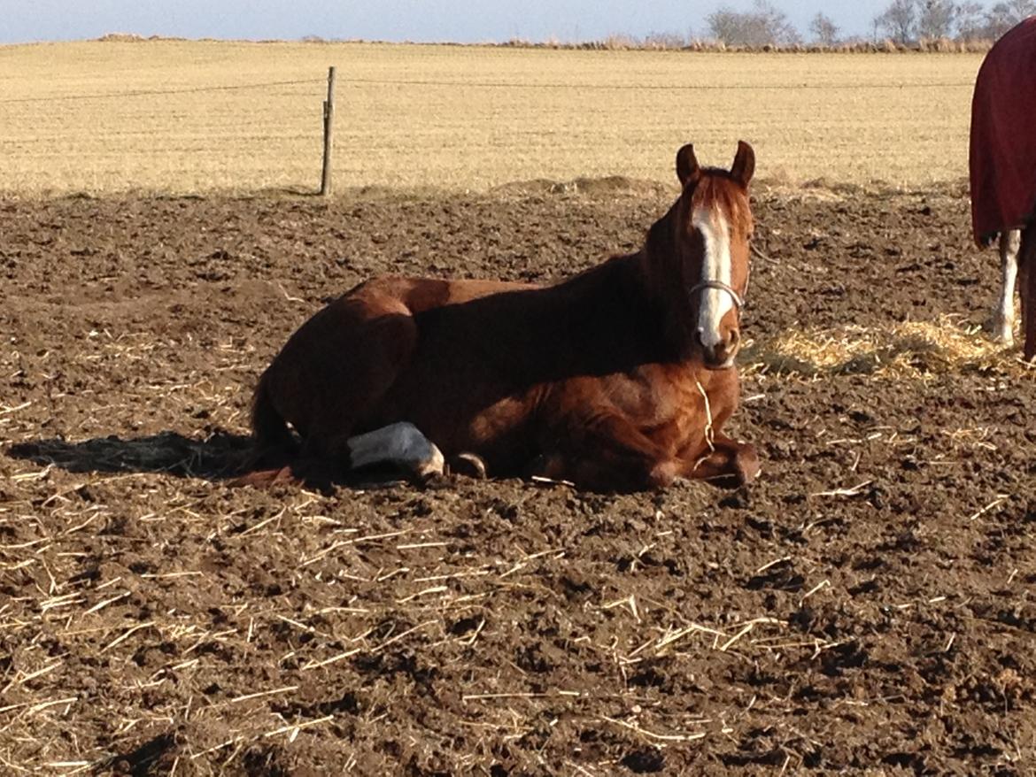 Anden særlig race Erika billede 20