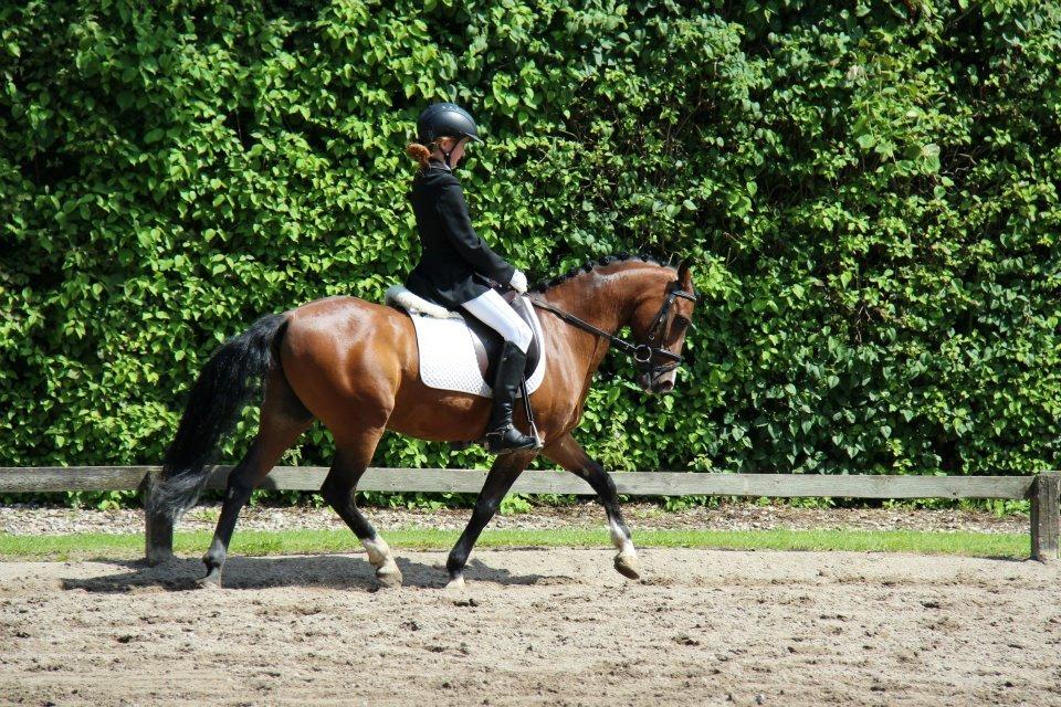 Anden særlig race Kadanza´s King billede 9