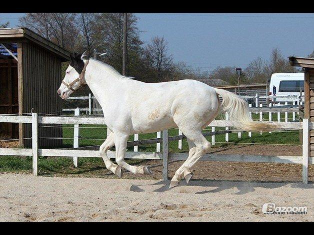 Paint Top hat - En flyvende Topper <3
©Josefine Madsen billede 16