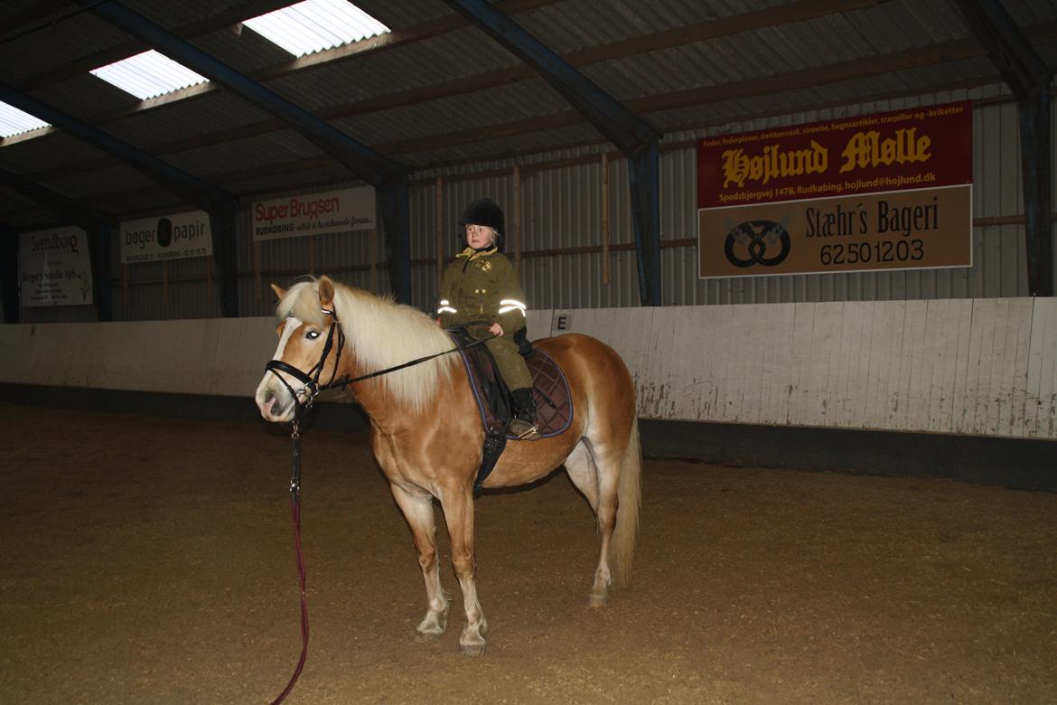 Haflinger NORDLUNDES HONEY - Andrea på Honey i ridehuset april 2013 billede 16