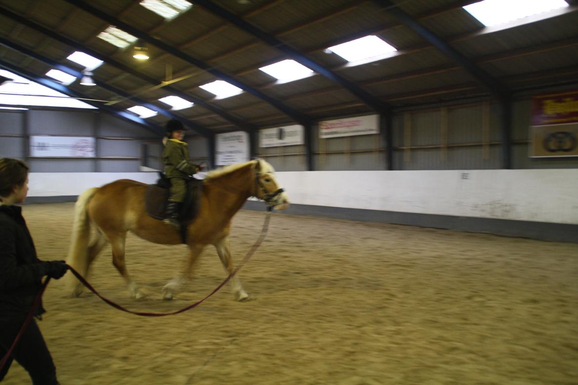 Haflinger NORDLUNDES HONEY - Andrea rider på honey april 2013 billede 17