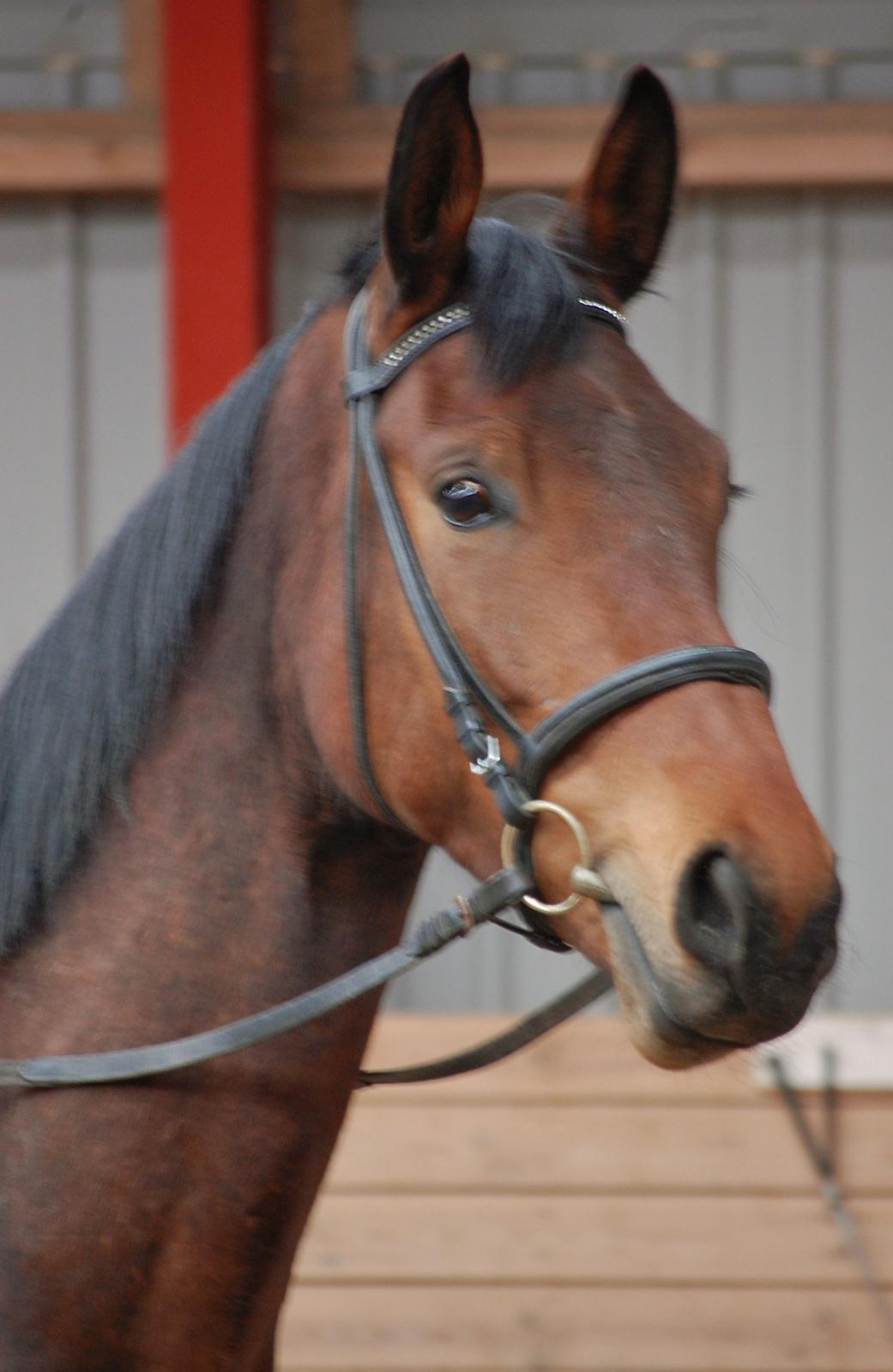 Anden særlig race Bruno Hartvig - Forår 2013 billede 16