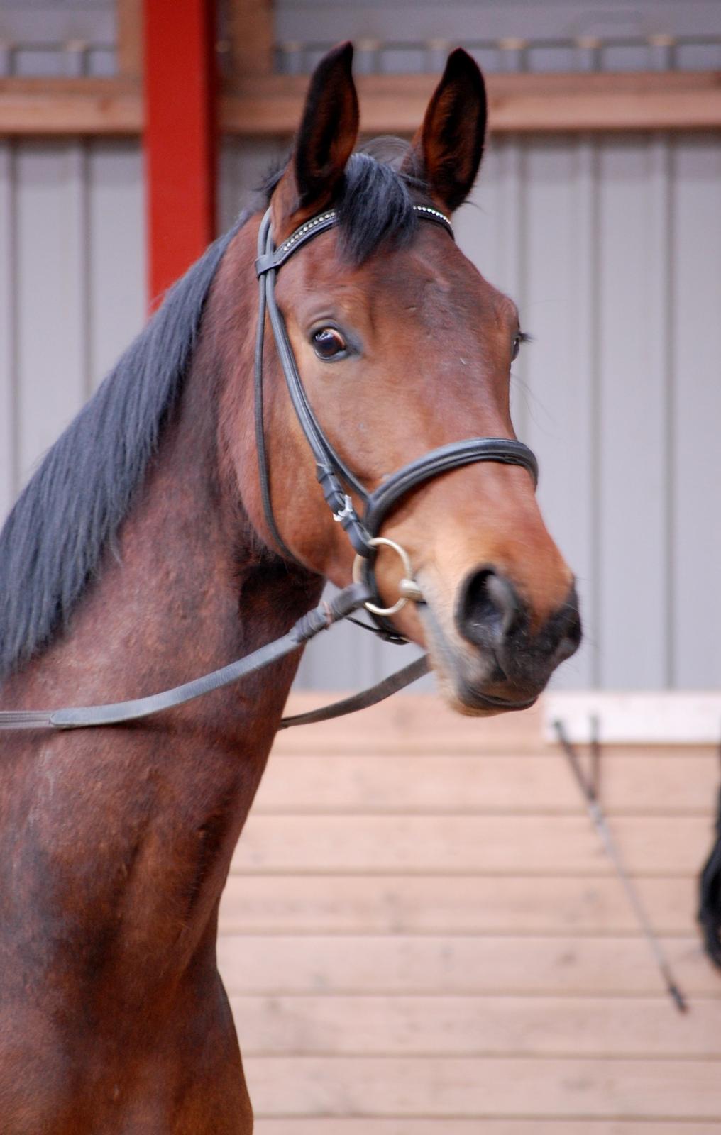 Anden særlig race Bruno Hartvig - Forår 2013 billede 17