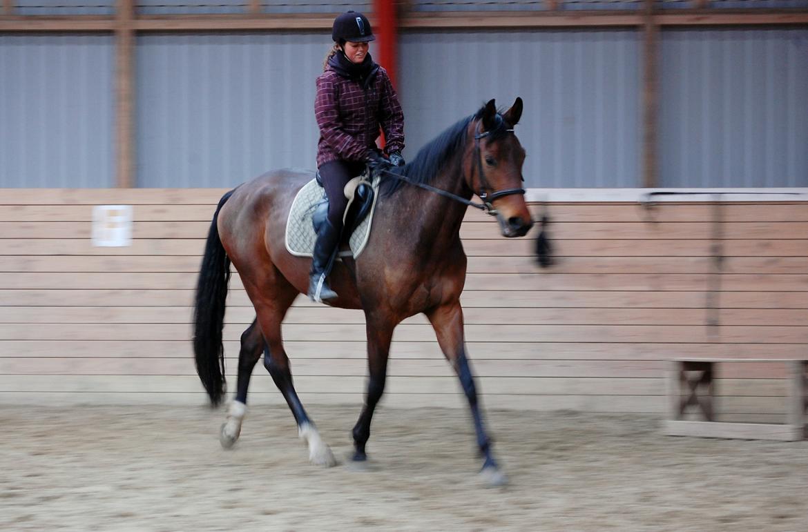 Anden særlig race Bruno Hartvig - 4 år, forår 2013 billede 19